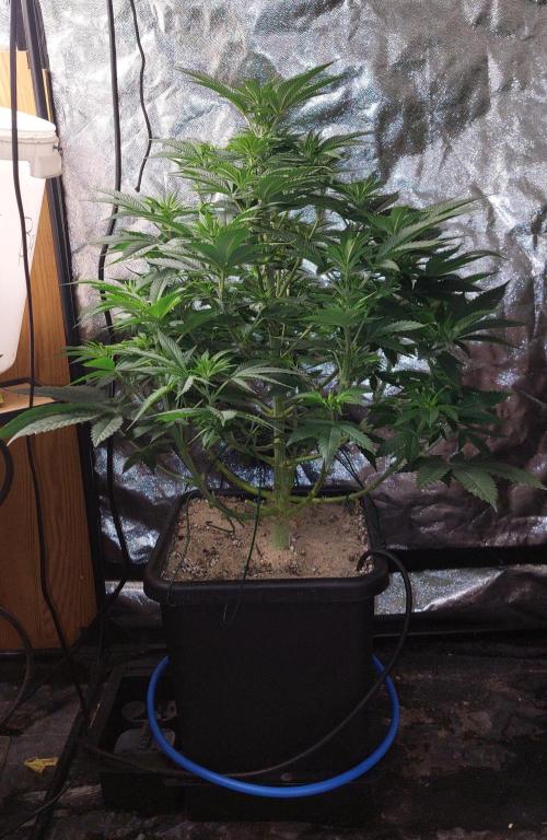 GorillaMelon. Week 11