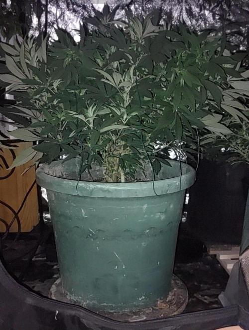 TerpgasmStecki. Week 8