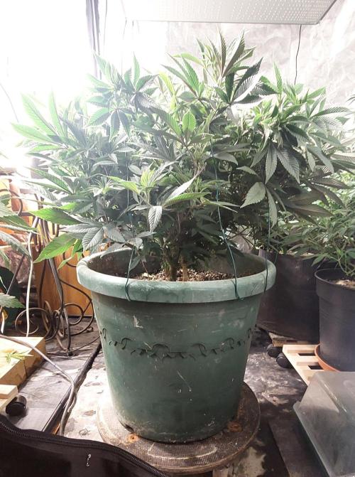 TerpgasmStecki. Week 8 - Hat jemand Eldenring gespielt ?:D