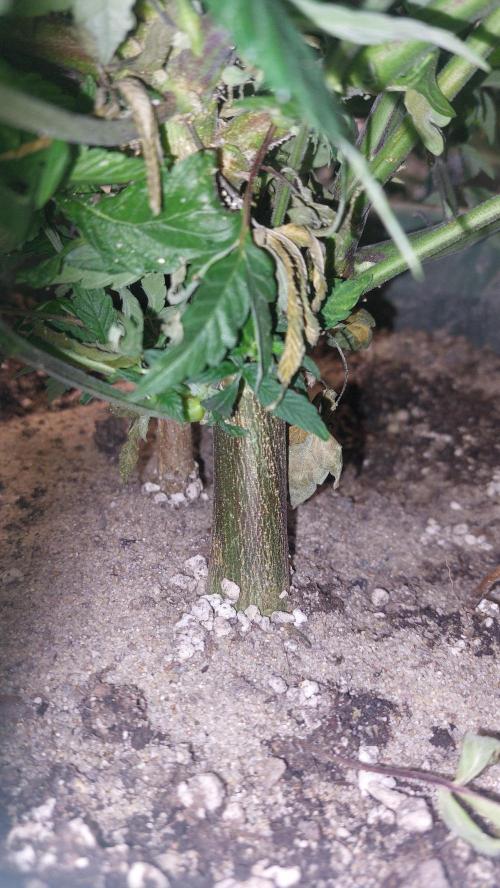 TerpgasmStecki. Week 8