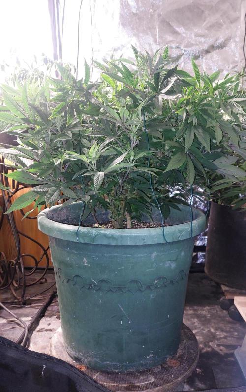 TerpgasmStecki. Week 8