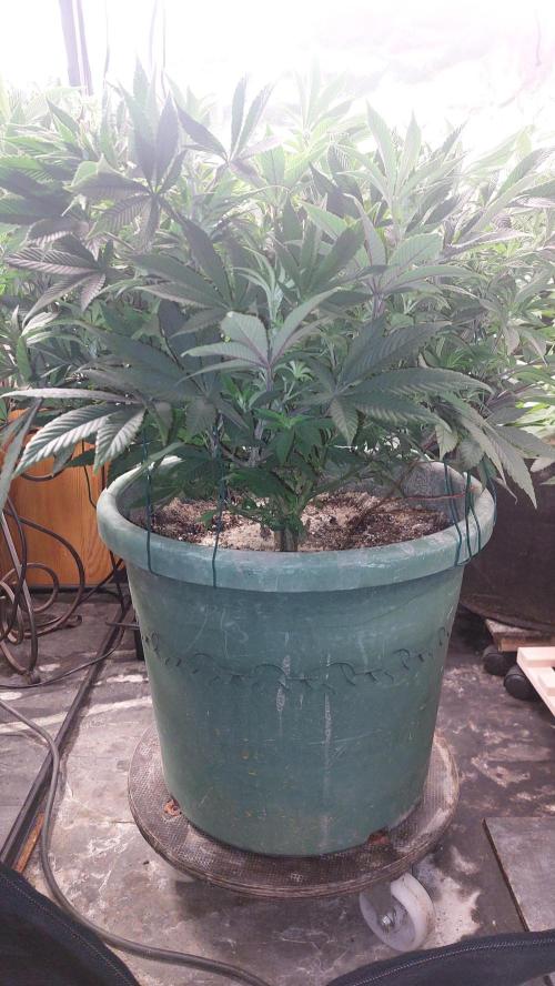 TerpgasmStecki. Week 8