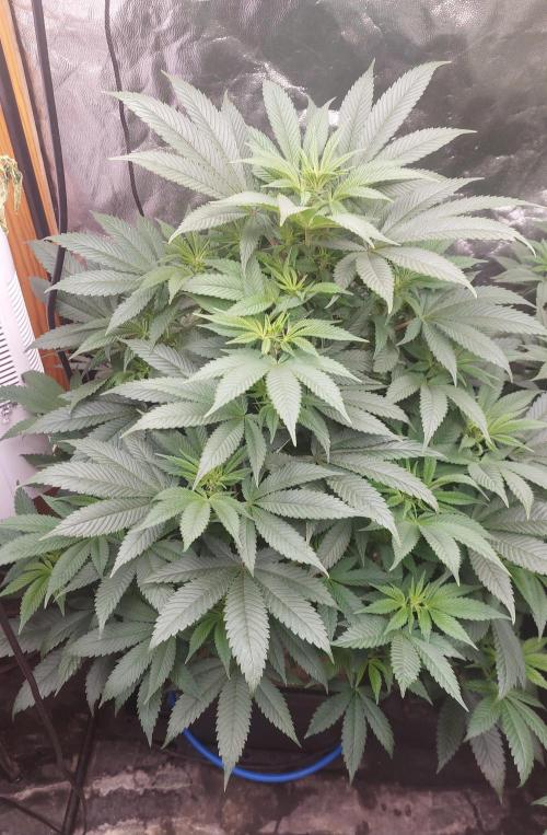 GorillaMelon. Week 12