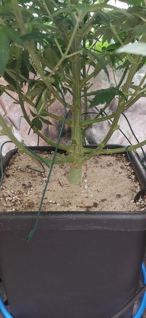 GorillaMelon. Week 12