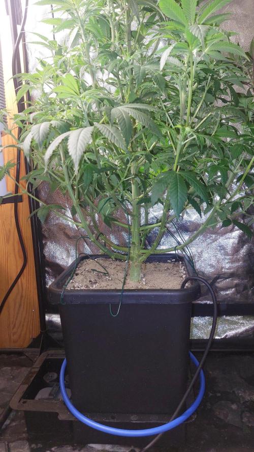 GorillaMelon. Week 12