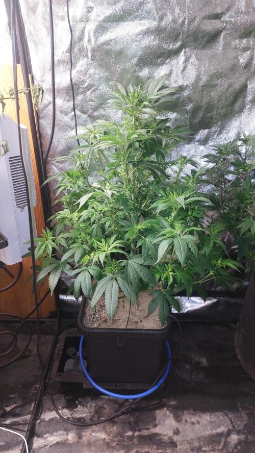 GorillaMelon. Week 12 - Beschnitten und kurz vor zuschaltung der Luftpumpe