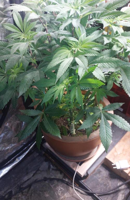 BlueSushi. Week 12