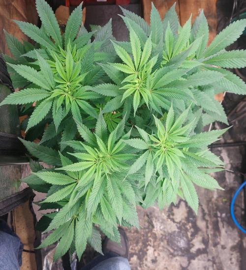 BlueSushi. Week 12