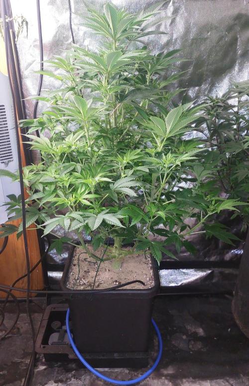 GorillaMelon. Week 12 - Die beiden neueren Bilder sind 2 Tage nachdem die Pumpe zugeschaltet wurde