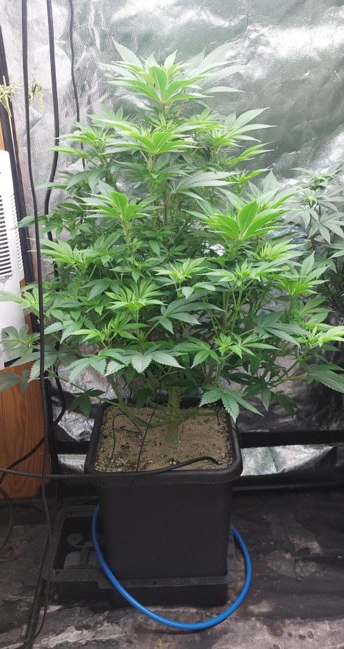 GorillaMelon. Week 12 - Jap. sie mag es :D 