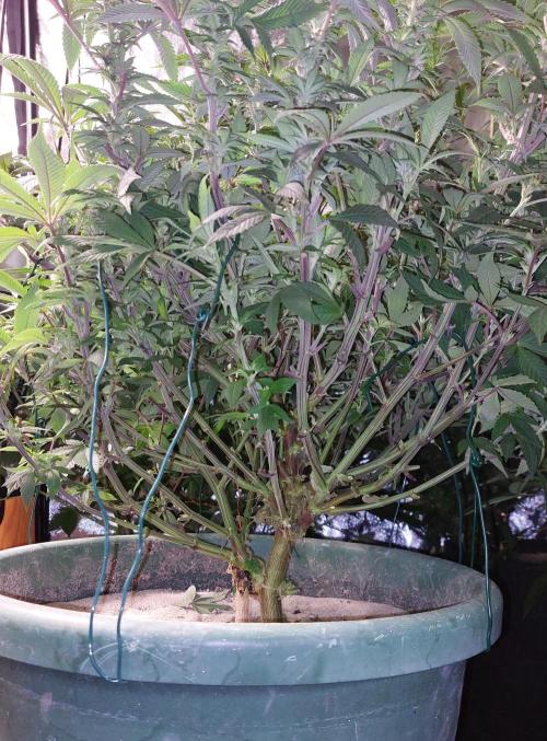 TerpgasmStecki. Week 10