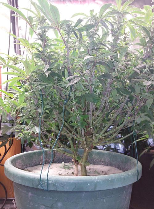 TerpgasmStecki. Week 10