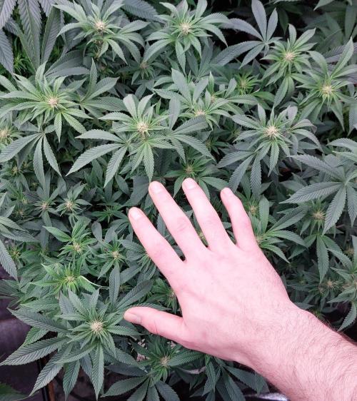 Terpgasm. Week 10