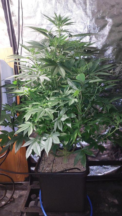 GorillaMelon. Week 13