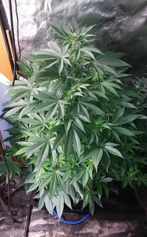 GorillaMelon. Week 13
