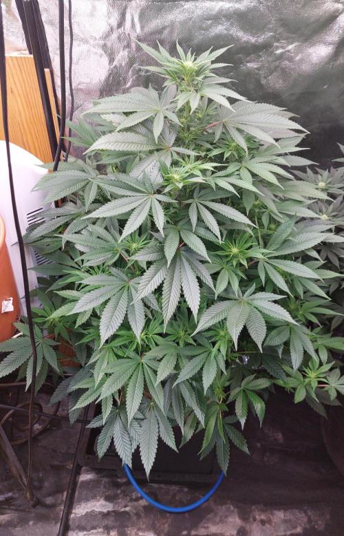 GorillaMelon. Week 13