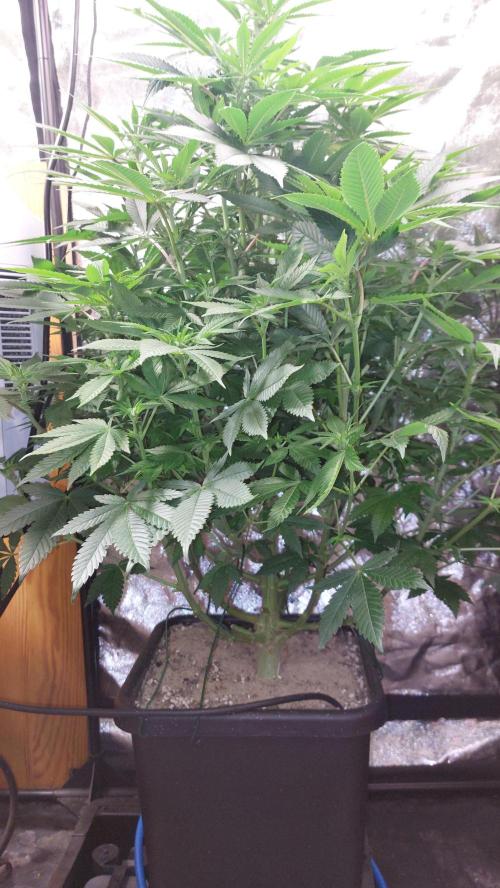 GorillaMelon. Week 13