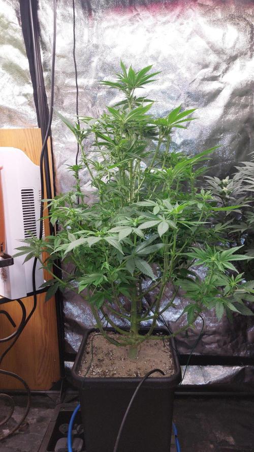 GorillaMelon. Week 13