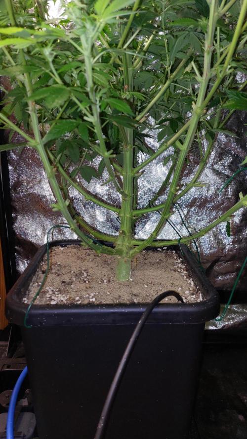 GorillaMelon. Week 13