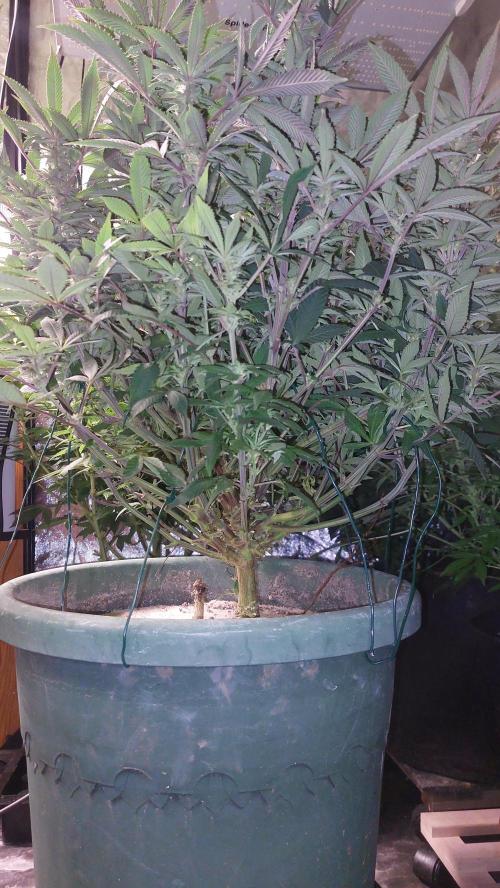 Terpgasm. Week 11
