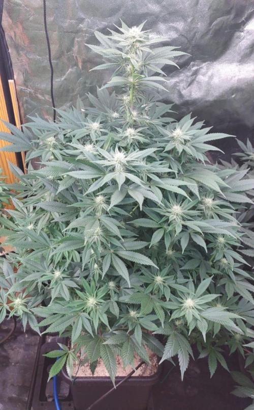 GorillaMelon. Week 14