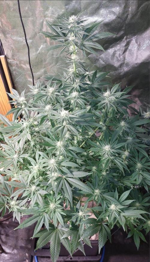 GorillaMelon. Week 14