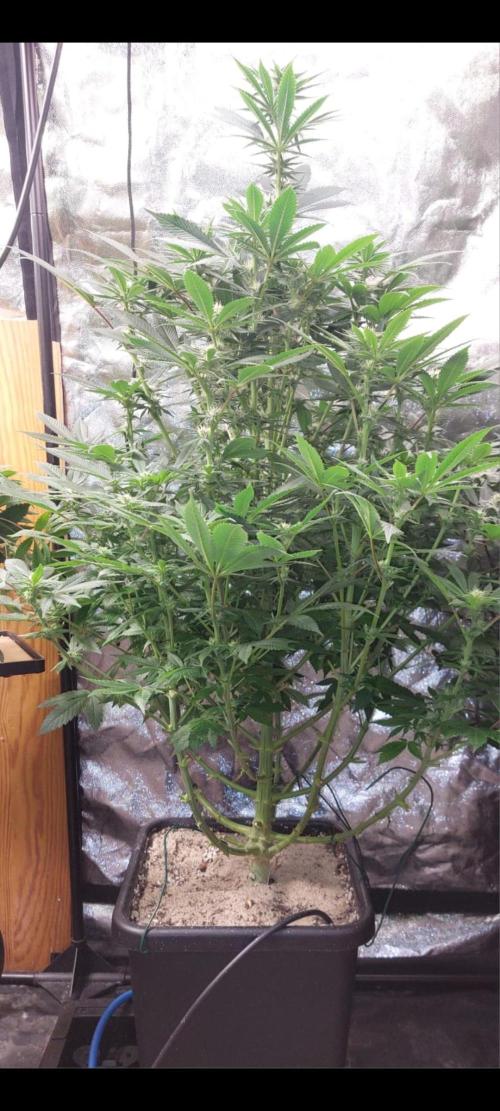 GorillaMelon. Week 14
