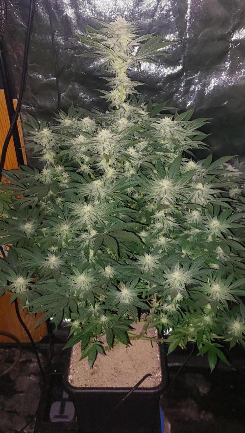 GorillaMelon. Week 15