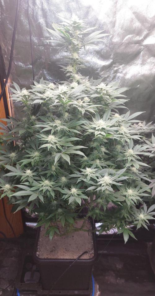 GorillaMelon. Week 15