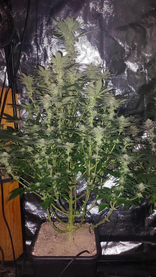 GorillaMelon. Week 15