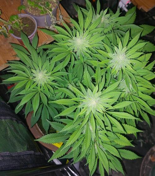 BlueSushi. Week 14