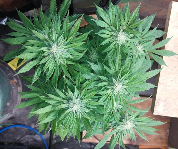 BlueSushi. Week 14