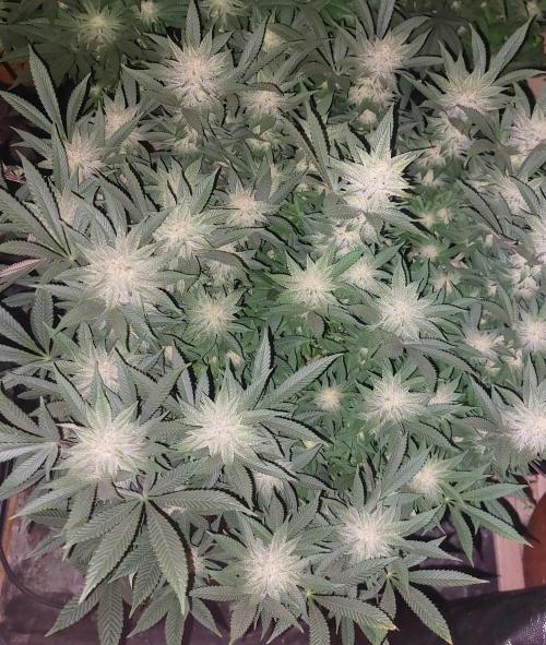 TerpgasmStecki. Week 12