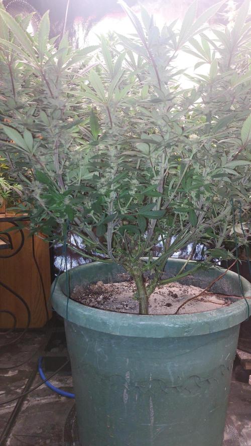 Terpgasm. Week 12