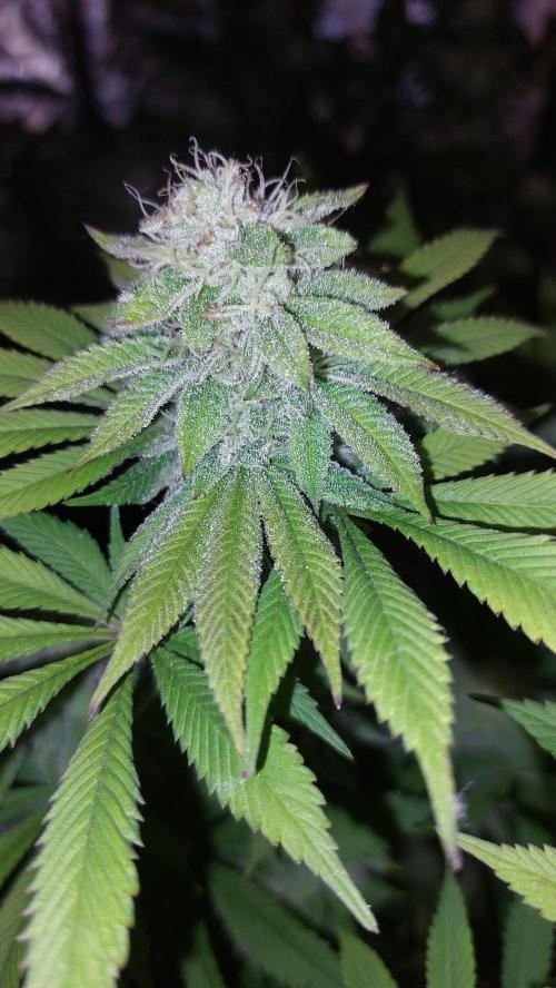 BlueSushi. Week 16