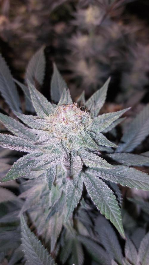 TerpgasmStecki. Week 13