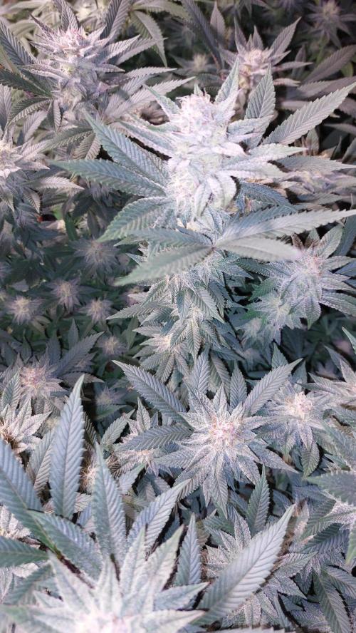 TerpgasmStecki. Week 13