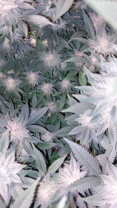 Terpgasm. Week 13