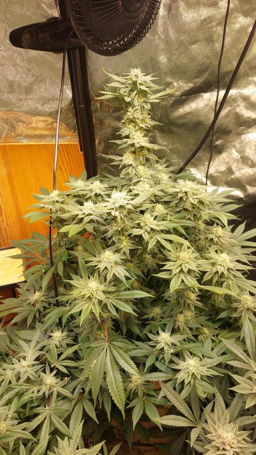 GorillaMelon. Week 16