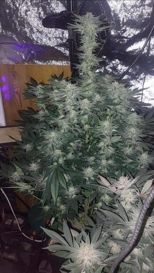 GorillaMelon. Week 16