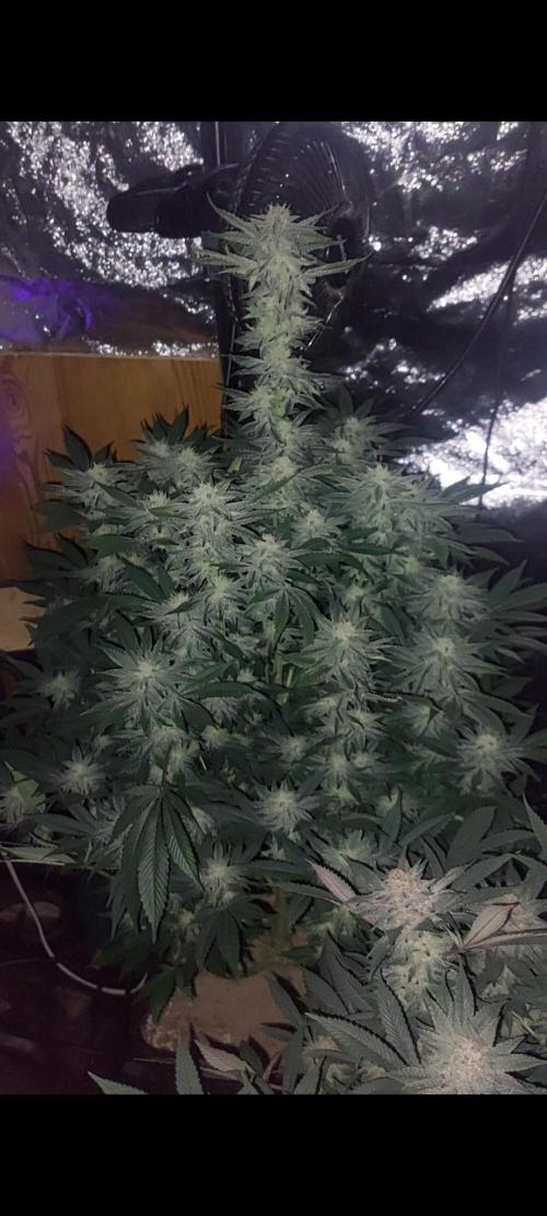 GorillaMelon. Week 16