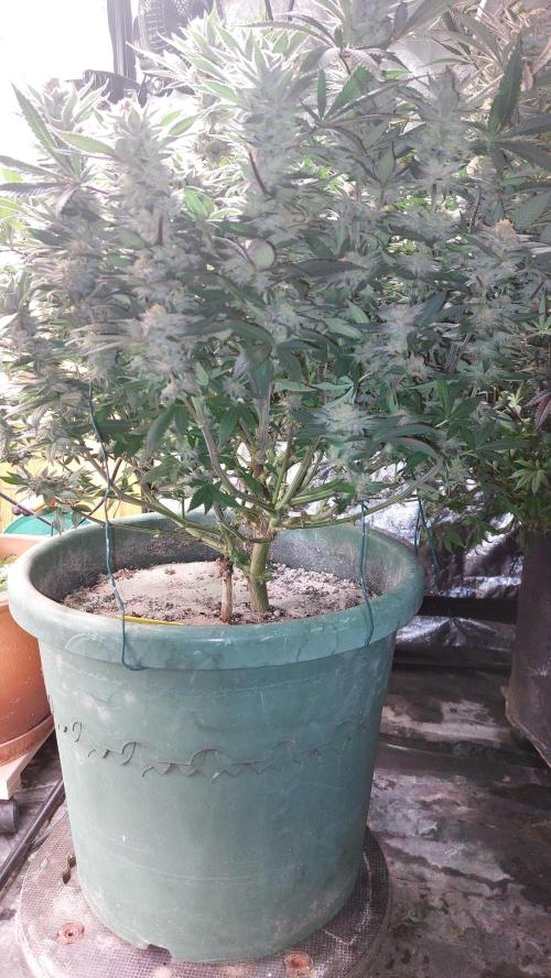 TerpgasmStecki. Week 14