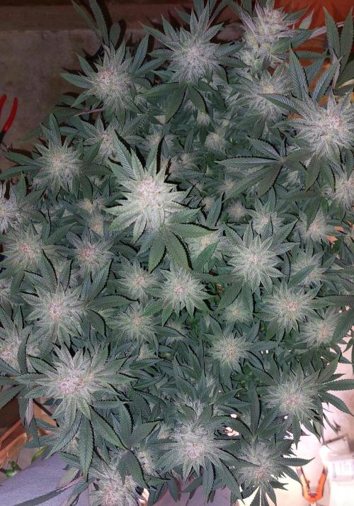 TerpgasmStecki. Week 14