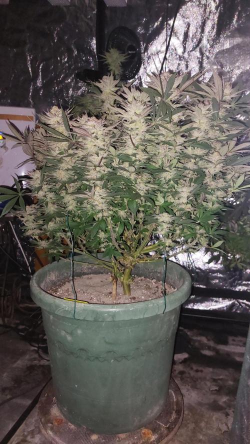 TerpgasmStecki. Week 14