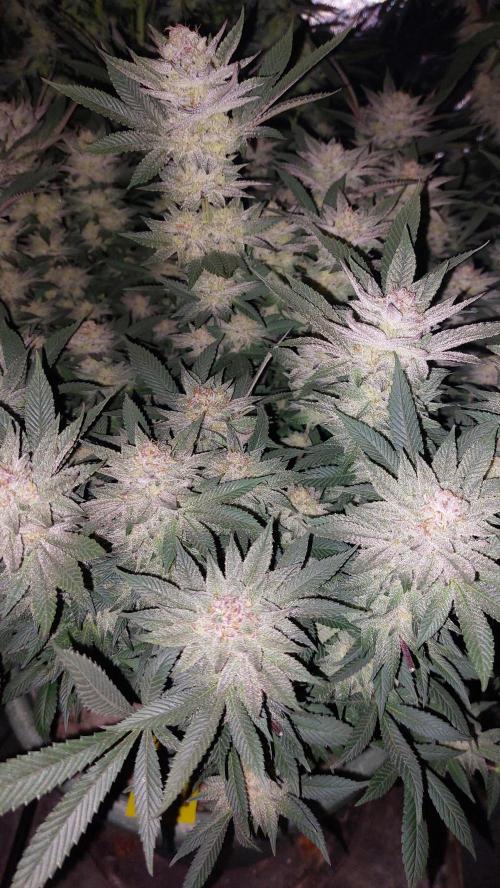 TerpgasmStecki. Week 14