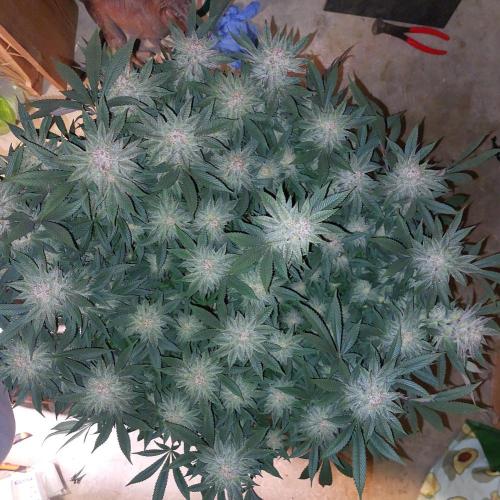 Terpgasm. Week 14