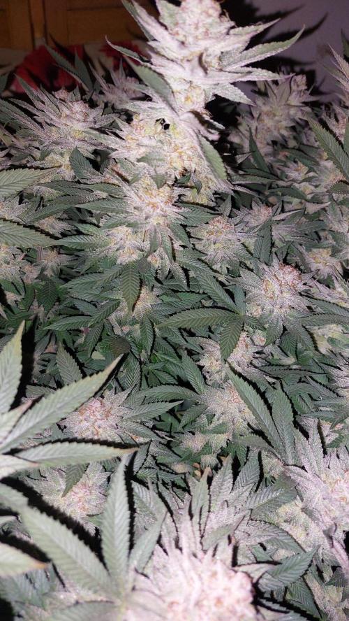 TerpgasmStecki. Week 15