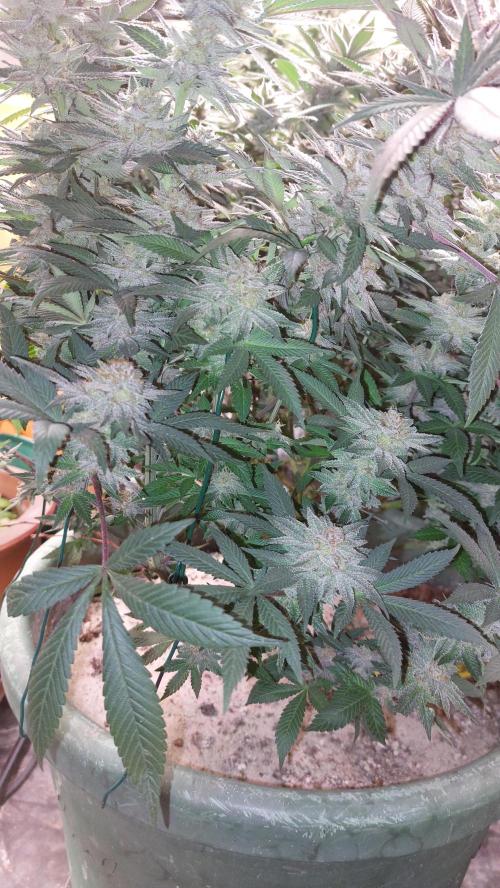 TerpgasmStecki. Week 15