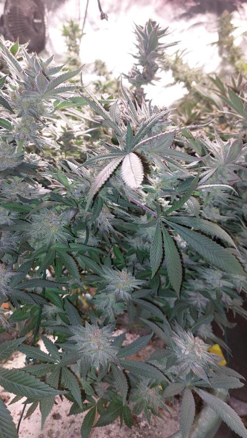 TerpgasmStecki. Week 15