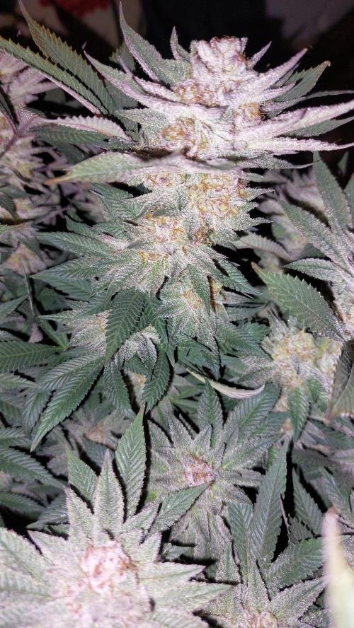 Terpgasm. Week 15